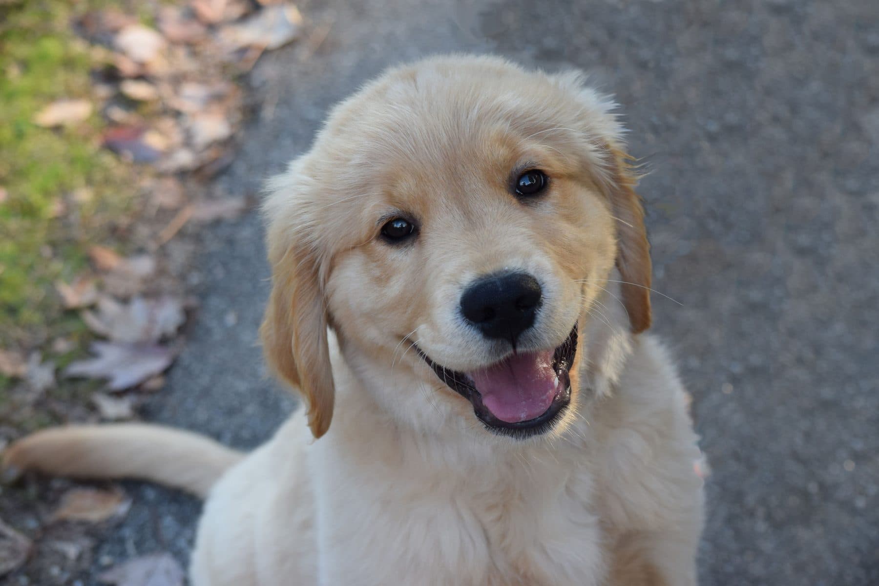 A golden retriever puppy sitting on a gravel path, looking up at the camera with its mouth open.